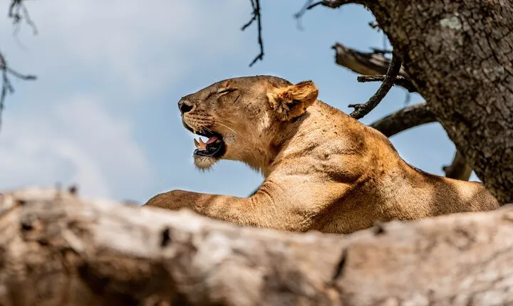 Day tour Lake Manyara National Park Safari