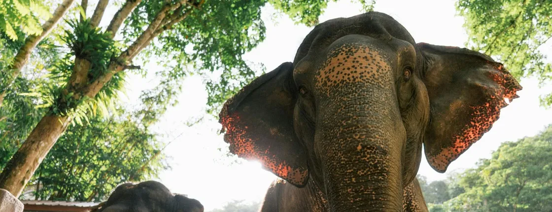 Full-day elephant experience from Khao Lak