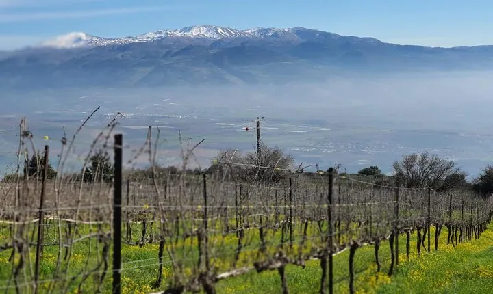 Full-Day Upper Galilee Wineries Tour With a Local Sommelier