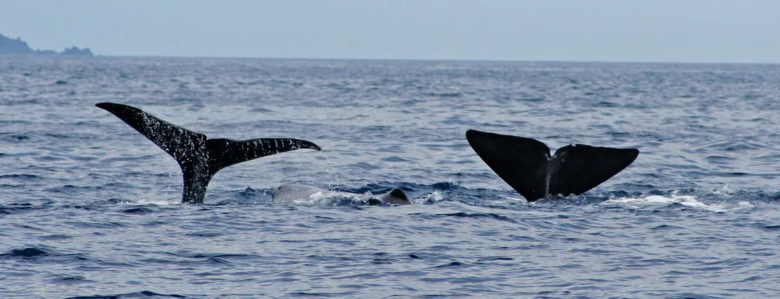 Whale and Dolphin Watching Boat Tour in Pico Island