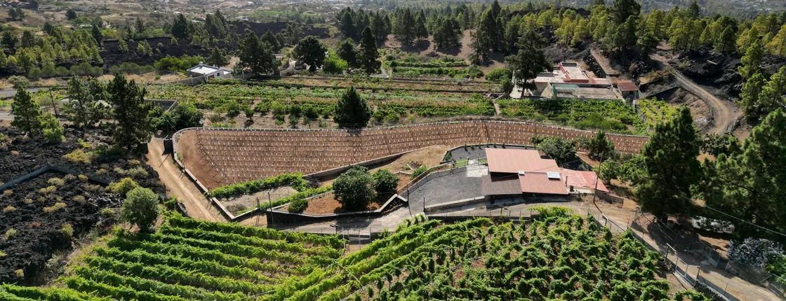 Ecological vineyard guided tour with wine tasting