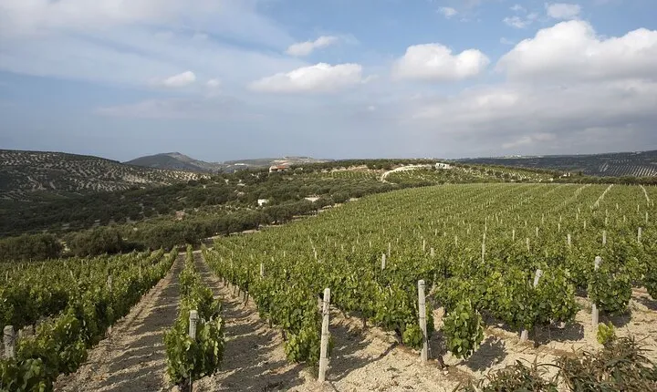 Private Cretan Gastronomic experience Winery visit with Tastings & Cooking Class
