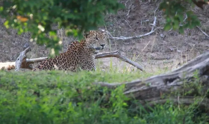 Full Day Private Yala Safari Trip with Lunch