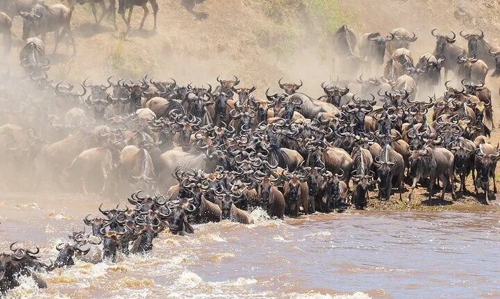 8 days Epic Serengeti Migration Safari Lodging