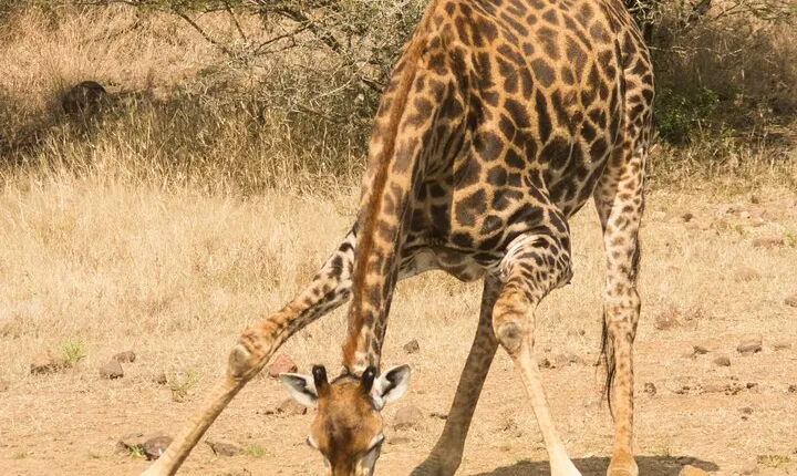 3 Day Serengeti & Ngorongoro Camping Safari Adventure