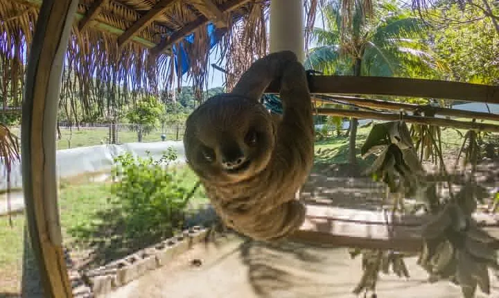 Private Tour to Monkey and Sloth Sanctuary with Optional Add-Ons and Stops
