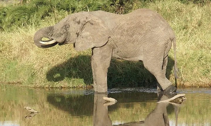 6 days Luxury Wildlife Tanzania Safari
