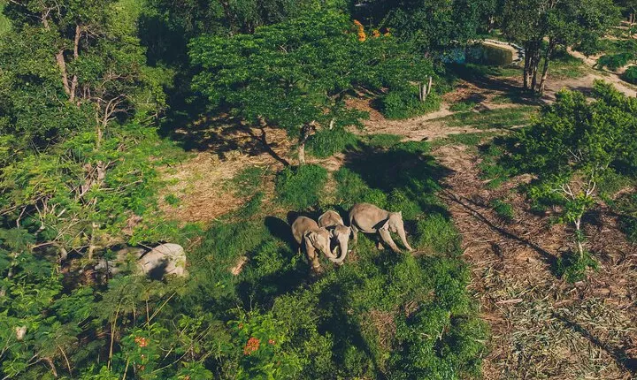 Samui Elephant Kingdom Ethical Sanctuary and Skywalk Tour