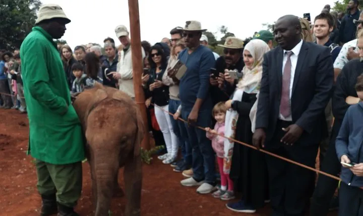 David Sheldrick Half-Day Tour