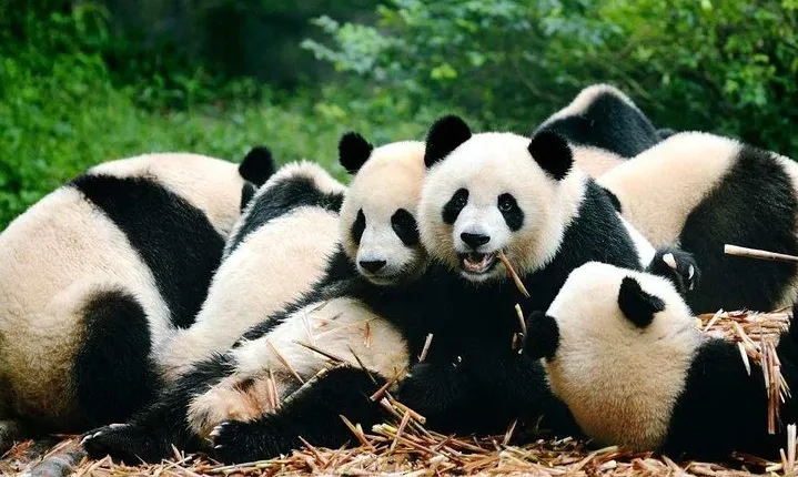 Private Day Tour to Chengdu from Shanghai by Air: Leshan Giant Buddha and Pandas