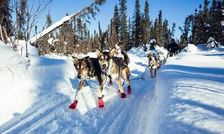 South Anchorage Turnagain Pass Spring Dog Sledding