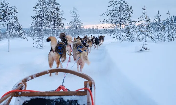 Rovaniemi Lapland Husky Experience 5km