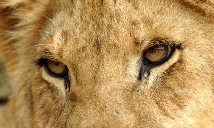 Half Day Lion Park tour from Johannesburg or Pretoria