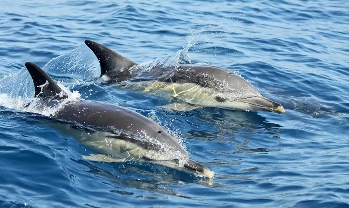 Lisbon Dolphin Watching with a Marine Biologist in a Small Group