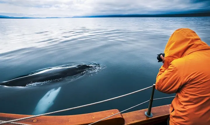 Original Carbon Neutral Whale Watching Tour from Húsavík
