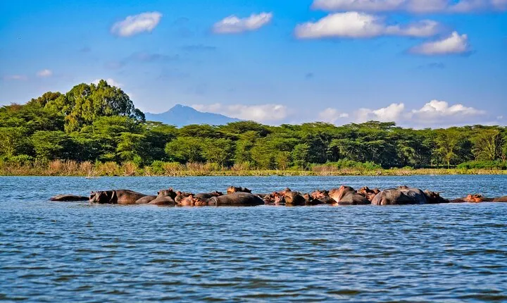 4-Day Masai Mara, L Naivasha and L Nakuru Safari