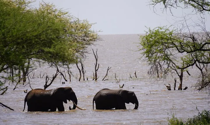 Classic Private Safari in Tanzania 7 Days