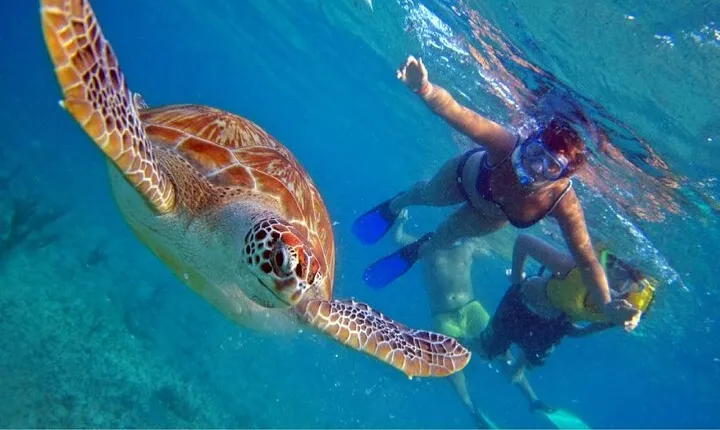 Full day Oahu´s North Shore Circle Island & Snorkeling w/ Turtles