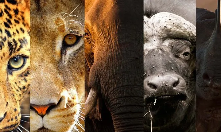 3 Days Big Five Unforgetable Lodging Tanzania Safari