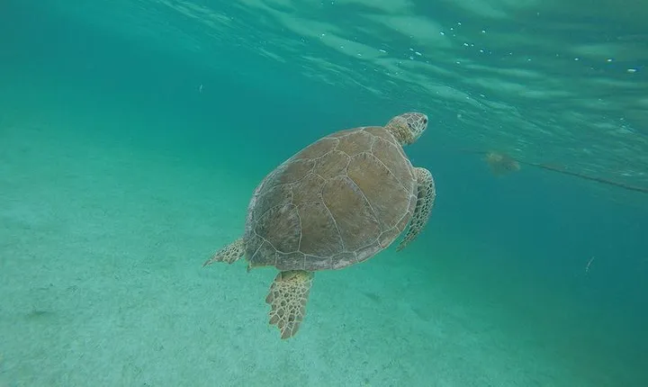 Private Tour: Akumal Marine Turtle Snorkeling and Cenote Adventure