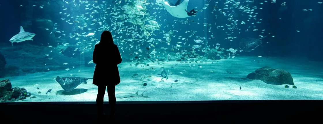 Skip-the-line ticket to Nausicaá aquarium