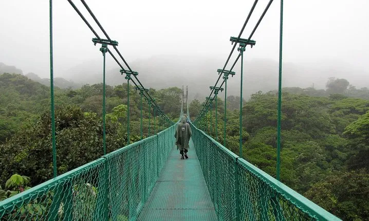 Rain Forest Monteverde,Hanging Bridges, Sloths,Birds Watching