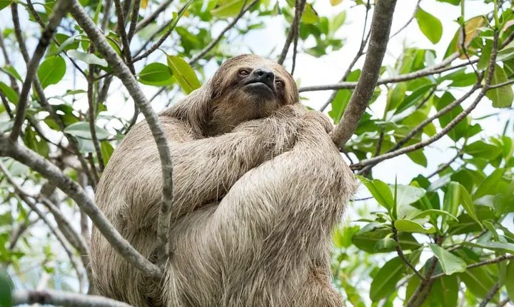 Monkeys and Sloth Hang Out with Island Tour in Roatan