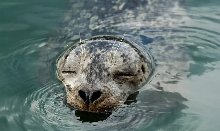 Vancouver Waterfront Sightseeing Zodiac Tour - City and Nature