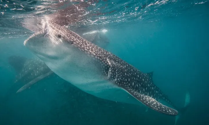 Whale Shark Swimming Adventure: Small Group with Marine Biologist
