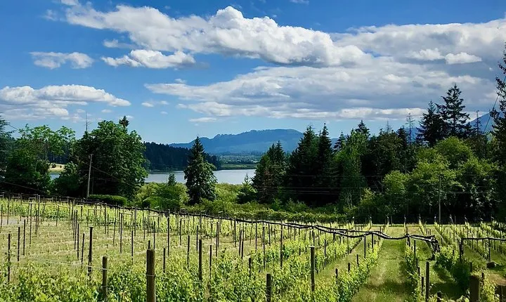 Cowichan Valley Premium Wine Tour