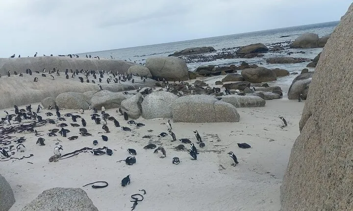 Private Boulder Beach Penguins and Table Mountain Half-Day Tour