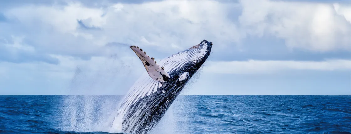 Whale watching experience