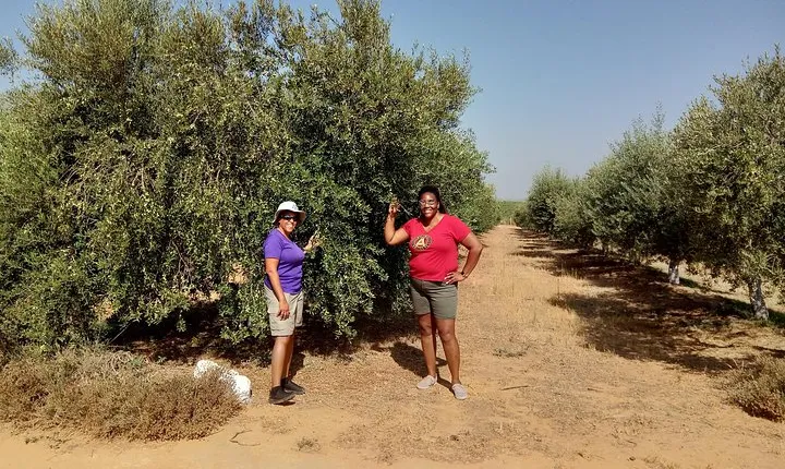 Olive Oil Farm Tour with Tasting from Seville