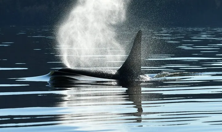 Only Wildlife and Whale Watching Tour Leaving from Seattle