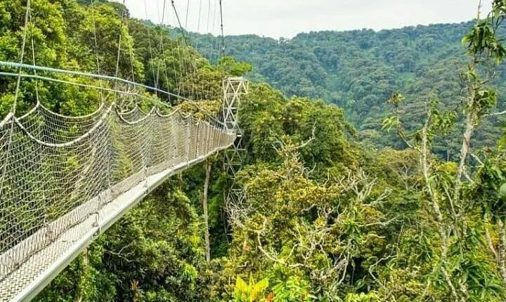 Nyungwe and Volcanoes National Parks