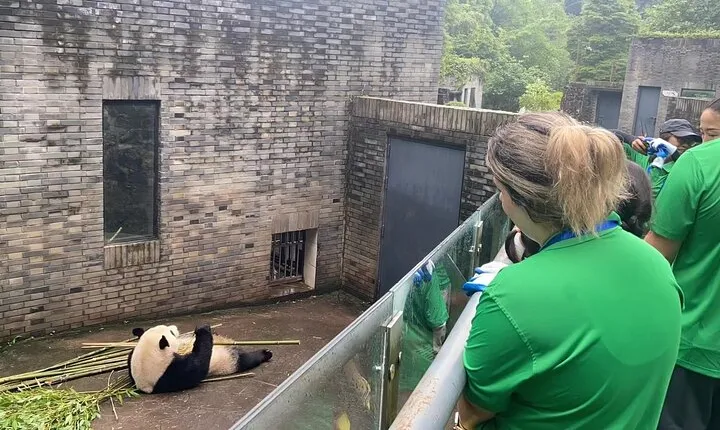 Private Volunteer Program At Dujiangyan Panda Rescue Center