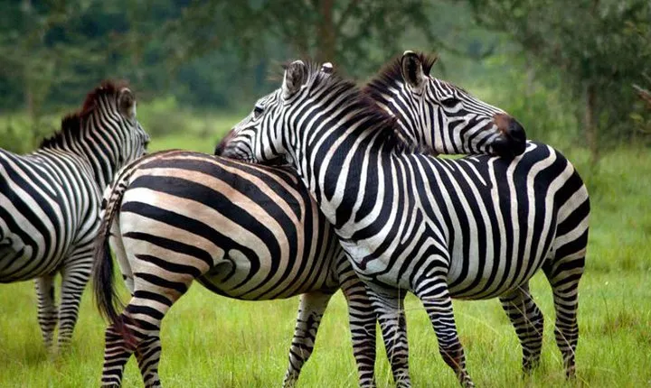 4 Days Queen Elizabeth & Lake Mburo Savanna Safari