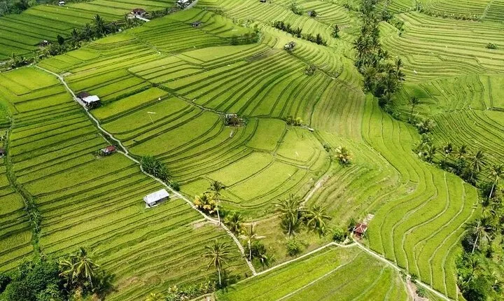 UNESCO Rice Terrace Jatiluwih with Tanah Lot Sunset Tour