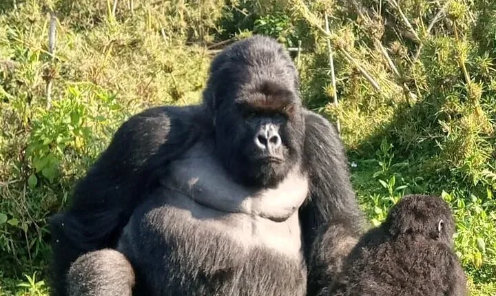 3 Day Mgahinga Mountain Gorilla Trek.
