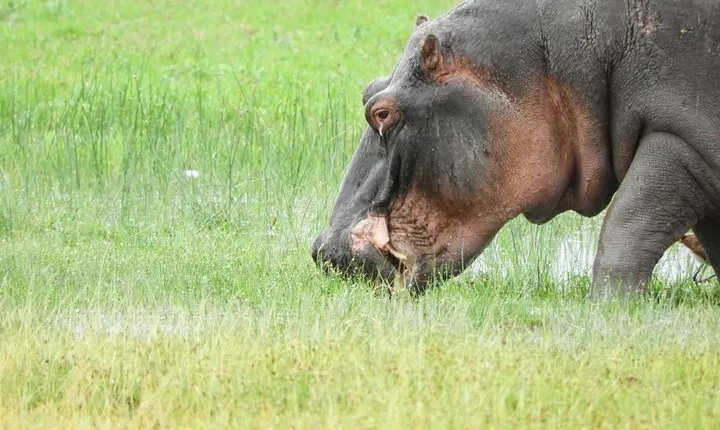 Amboseli national park Private Day Safari