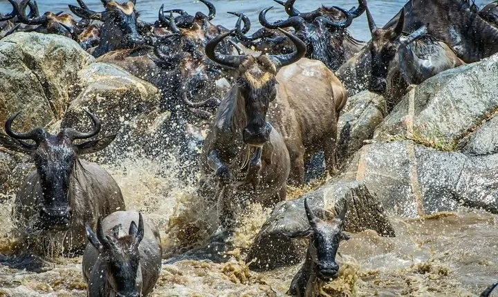 Maasai Mara Wildebeest Migration Lodge Safari 4 Days