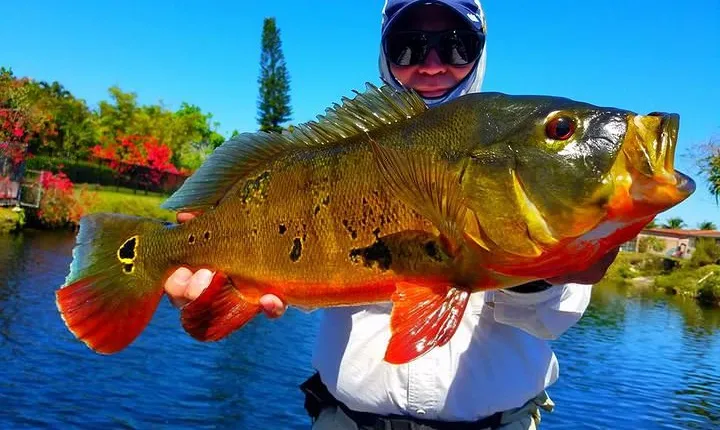 Miami Airport Lakes Peacock Bass Fishing Trip (1 to 4 ppl)