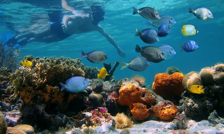 Key West Sunset Snorkel with Unlimited Draft Beer & Wine