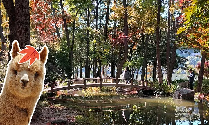 Nami+Alpaca+Garden of Morning Calm (+Rail Bike Option)