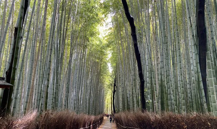 2 Hour Private Tour of Arashiyama Highlights