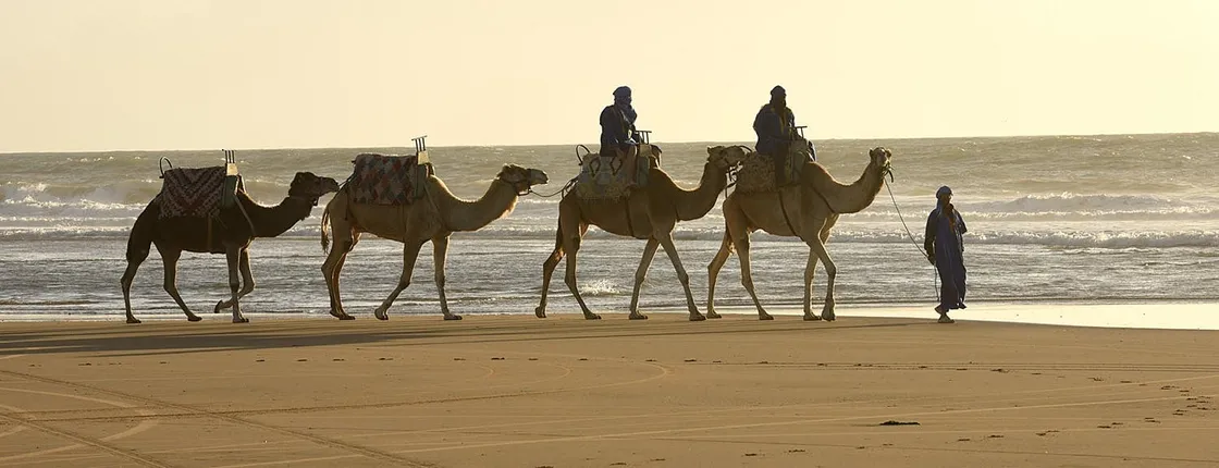 Guided camel ride in Essaouira