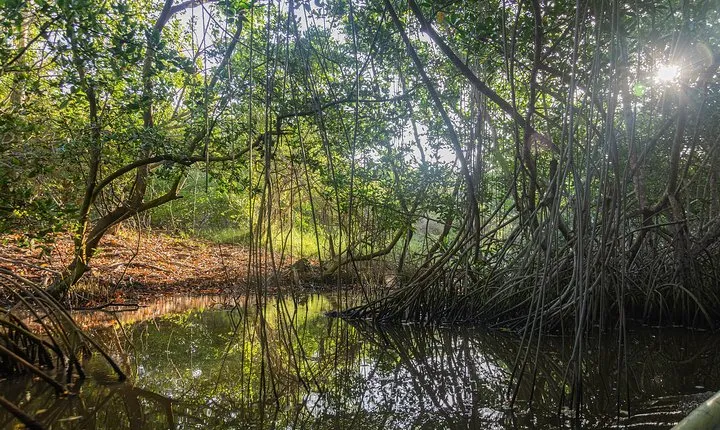 Into the Wild: Canoeing & Birdwatching in La Boquilla’s Untouched