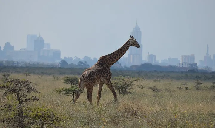 Nairobi National Park Half Day Tour