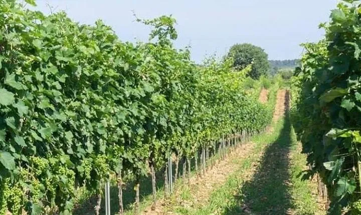 Wine tasting in Vieste