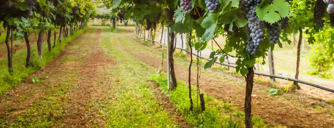 Private tour of Orvieto and the Tuscan countryside with wine tasting from Rome